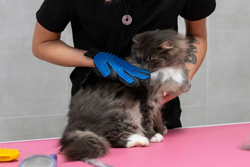 Katės kailio priežiūra: gyvūnų kirpėja pataria, kaip tinkamai jį šukuoti ir kokias priemones naudoti (video)