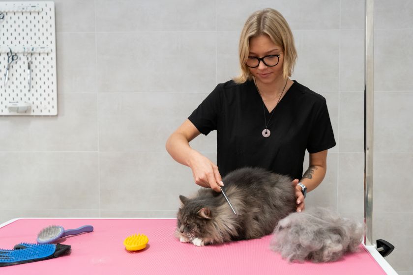 Katės kailio priežiūra: gyvūnų kirpėja pataria, kaip tinkamai jį šukuoti ir kokias priemones naudoti (video)