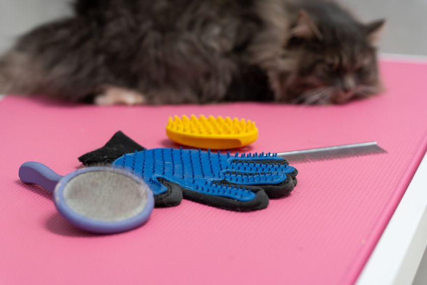 Katės kailio priežiūra: gyvūnų kirpėja pataria, kaip tinkamai jį šukuoti ir kokias priemones naudoti (video)