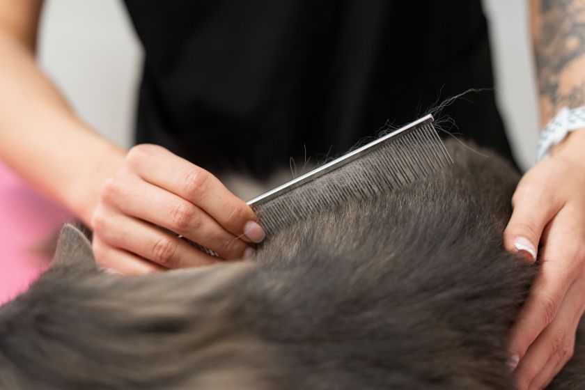 Katės kailio priežiūra: gyvūnų kirpėja pataria, kaip tinkamai jį šukuoti ir kokias priemones naudoti (video)