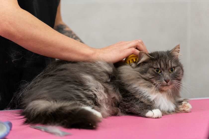 Katės kailio priežiūra: gyvūnų kirpėja pataria, kaip tinkamai jį šukuoti ir kokias priemones naudoti (video)