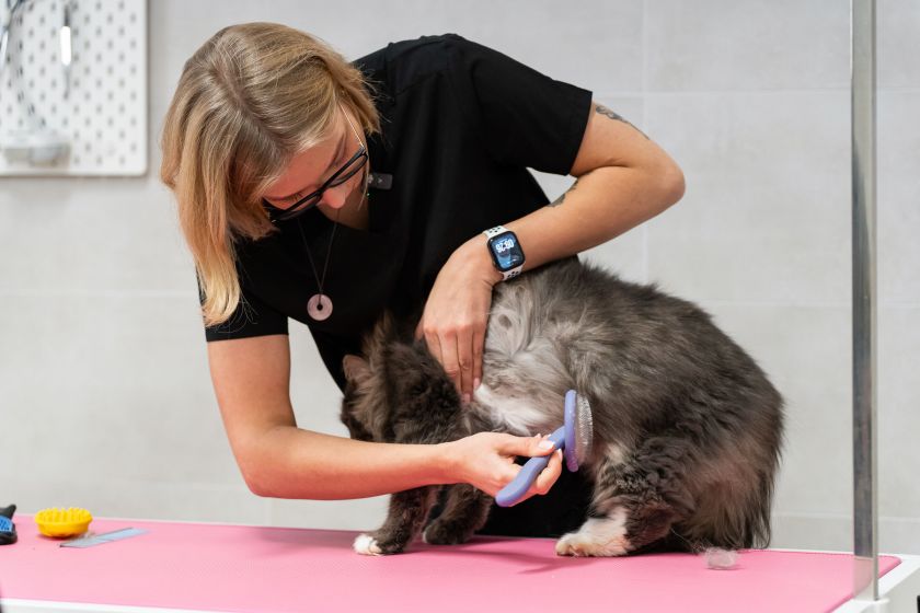 Katės kailio priežiūra: gyvūnų kirpėja pataria, kaip tinkamai jį šukuoti ir kokias priemones naudoti (video)