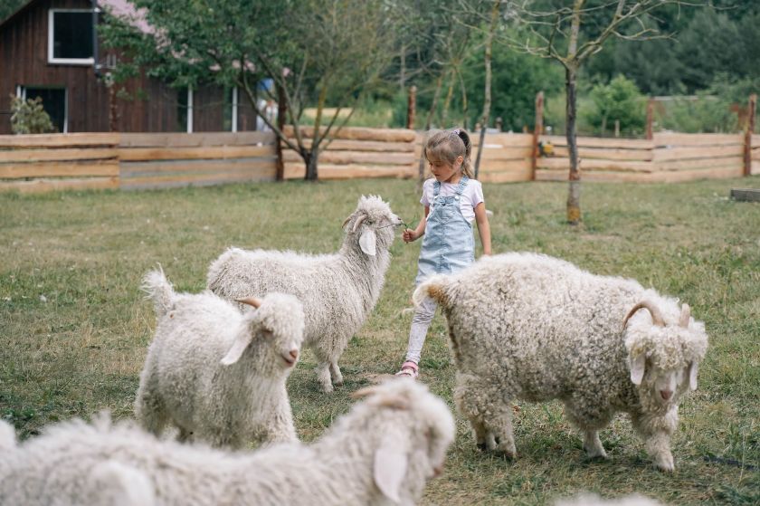 Karaimai, kibinai, angoros ožkos ir žirgai – viskas per  vieną šeimadienio dieną